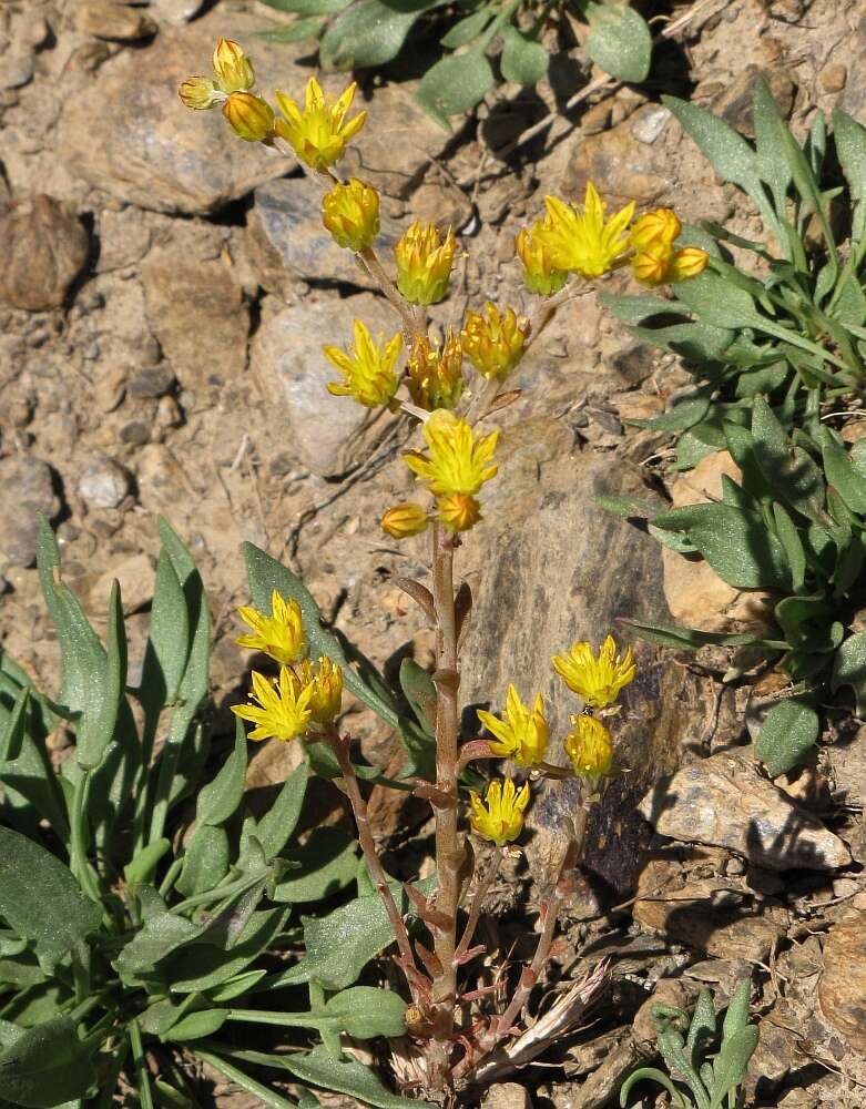 Image of Petrosedum amplexicaule subsp. amplexicaule