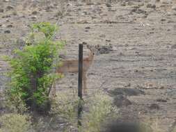 Image of Four-horned Antelope