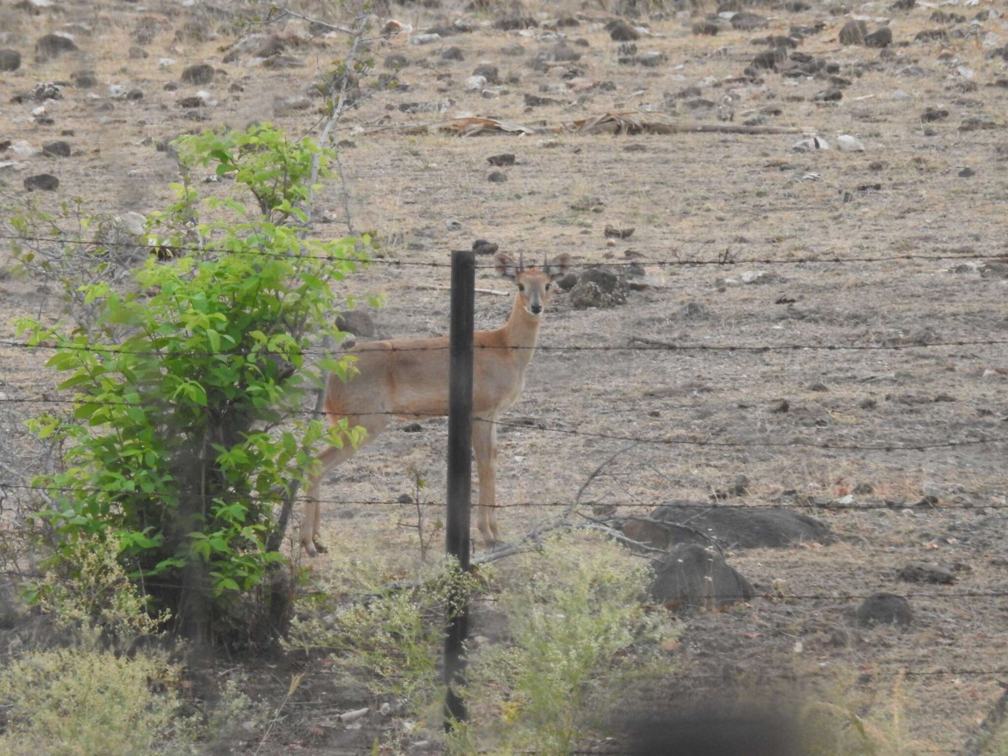 Image of Four-horned Antelopes