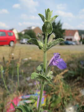 Image of raceme catnip