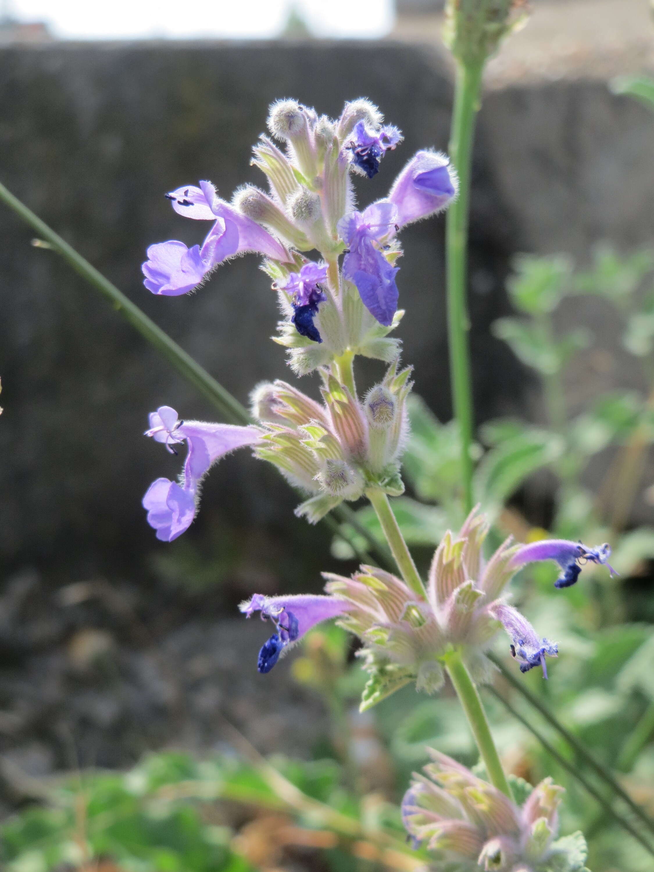 Image of raceme catnip