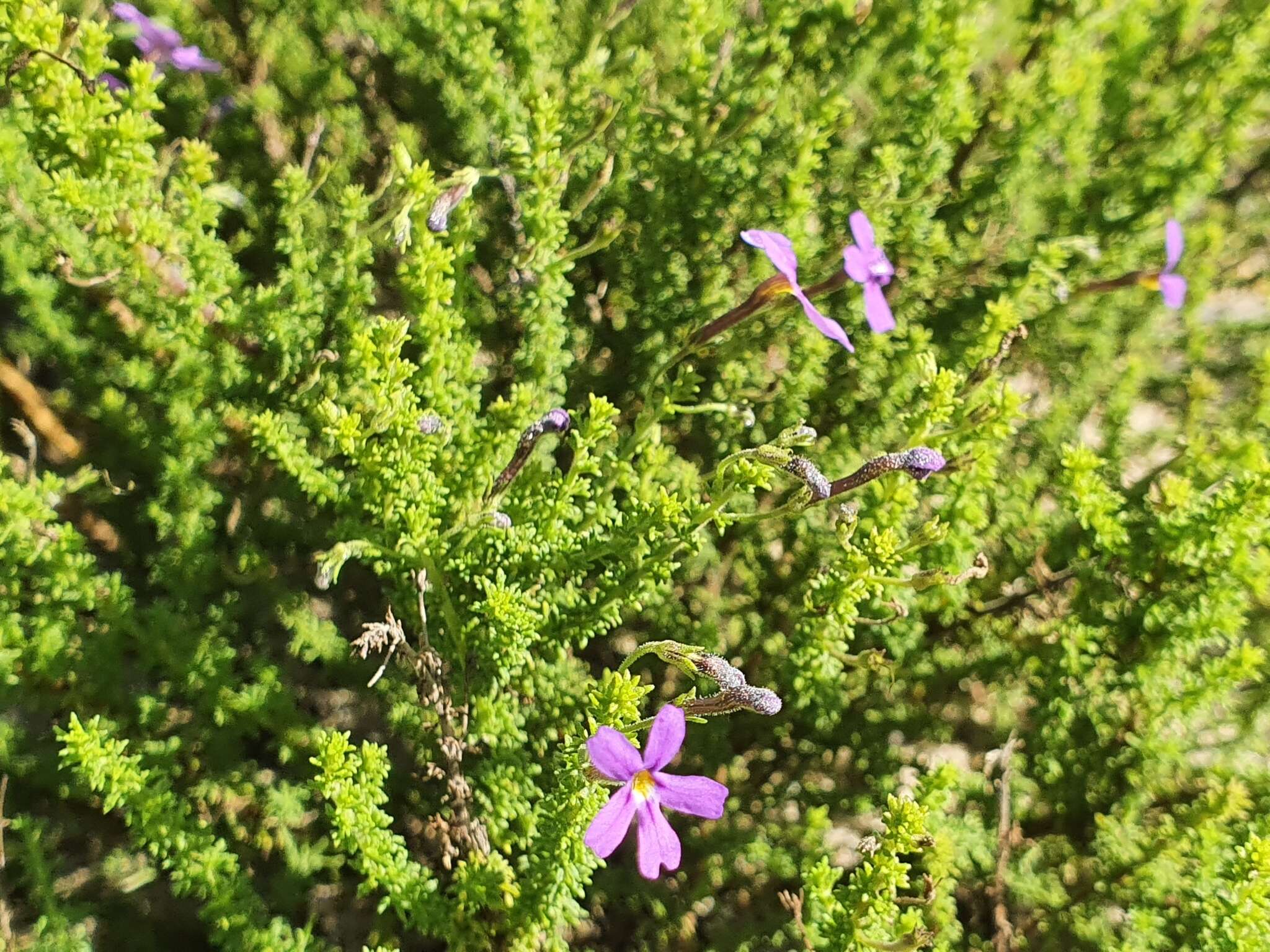 Image of Jamesbrittenia tenuifolia (Bernh.) O. M. Hilliard