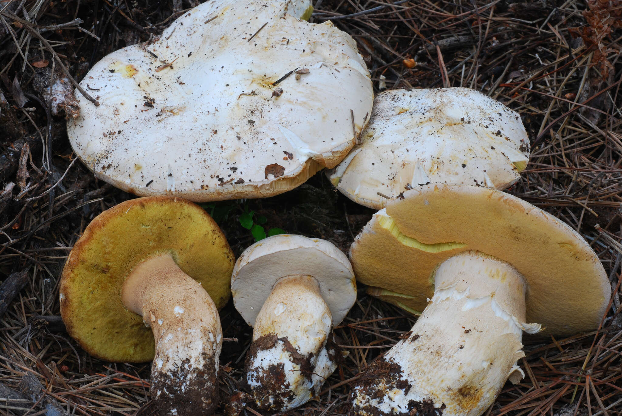 Sivun Boletus barrowsii Thiers & A. H. Sm. 1976 kuva