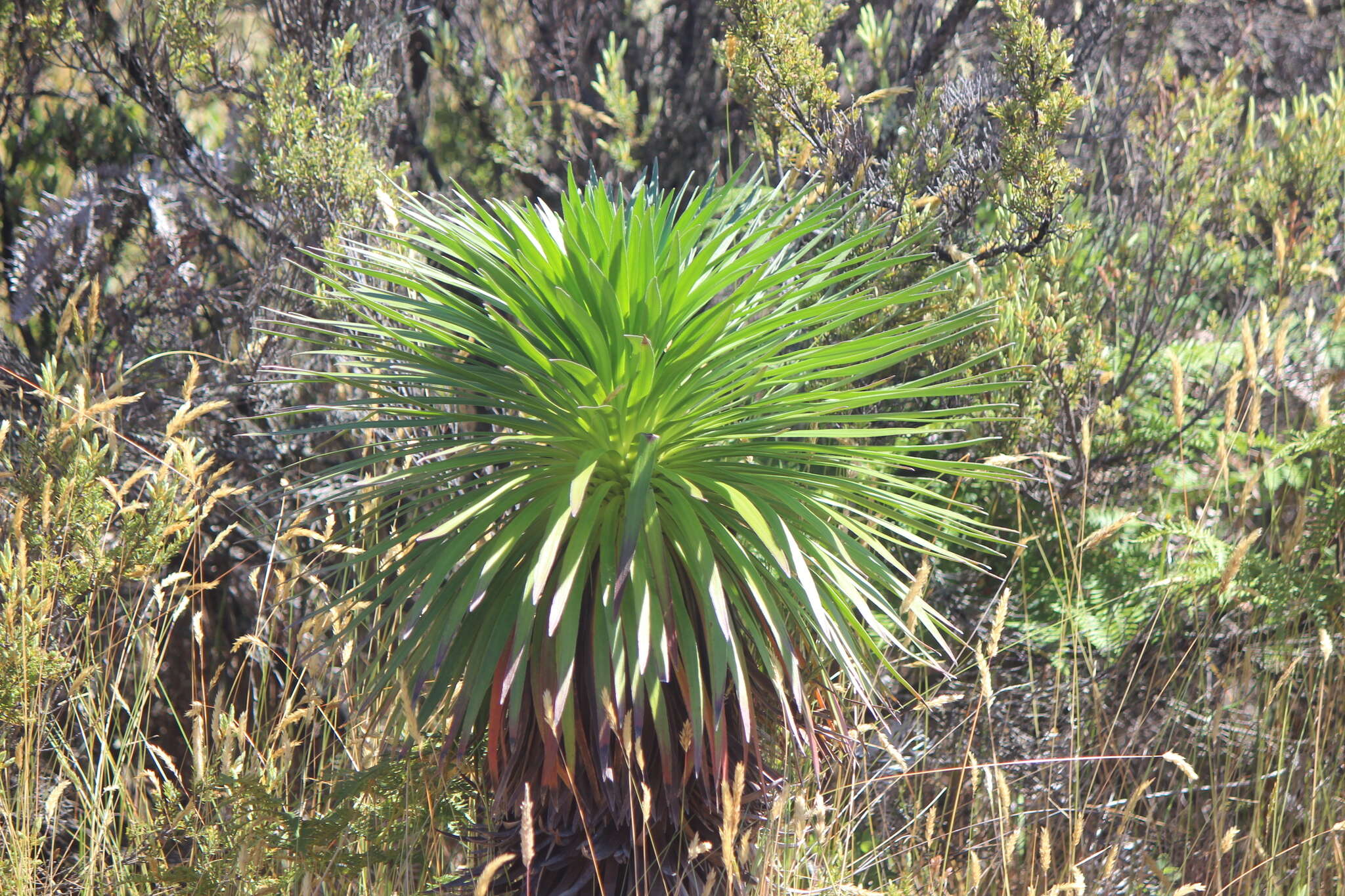 Слика од Argyroxiphium grayanum (Hillebr.) Deg.