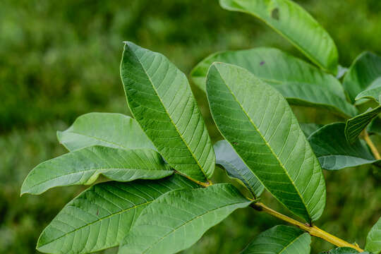 Image of guava