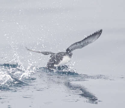 Image of Guadalupe Murrelet