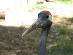 Image of Japanese Crane