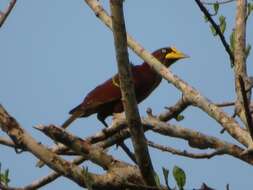 Image of Casqued Oropendola