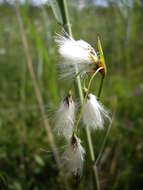 Image of slender cottongrass