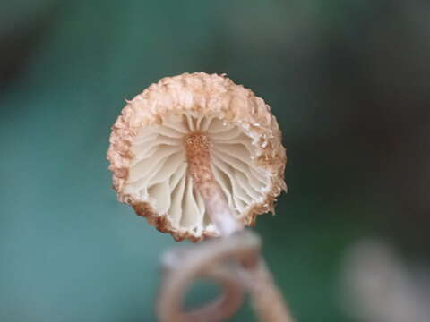 Image of Crinipellis filiformis G. Stev. 1964