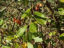 Image de Salix atrocinerea Brot.