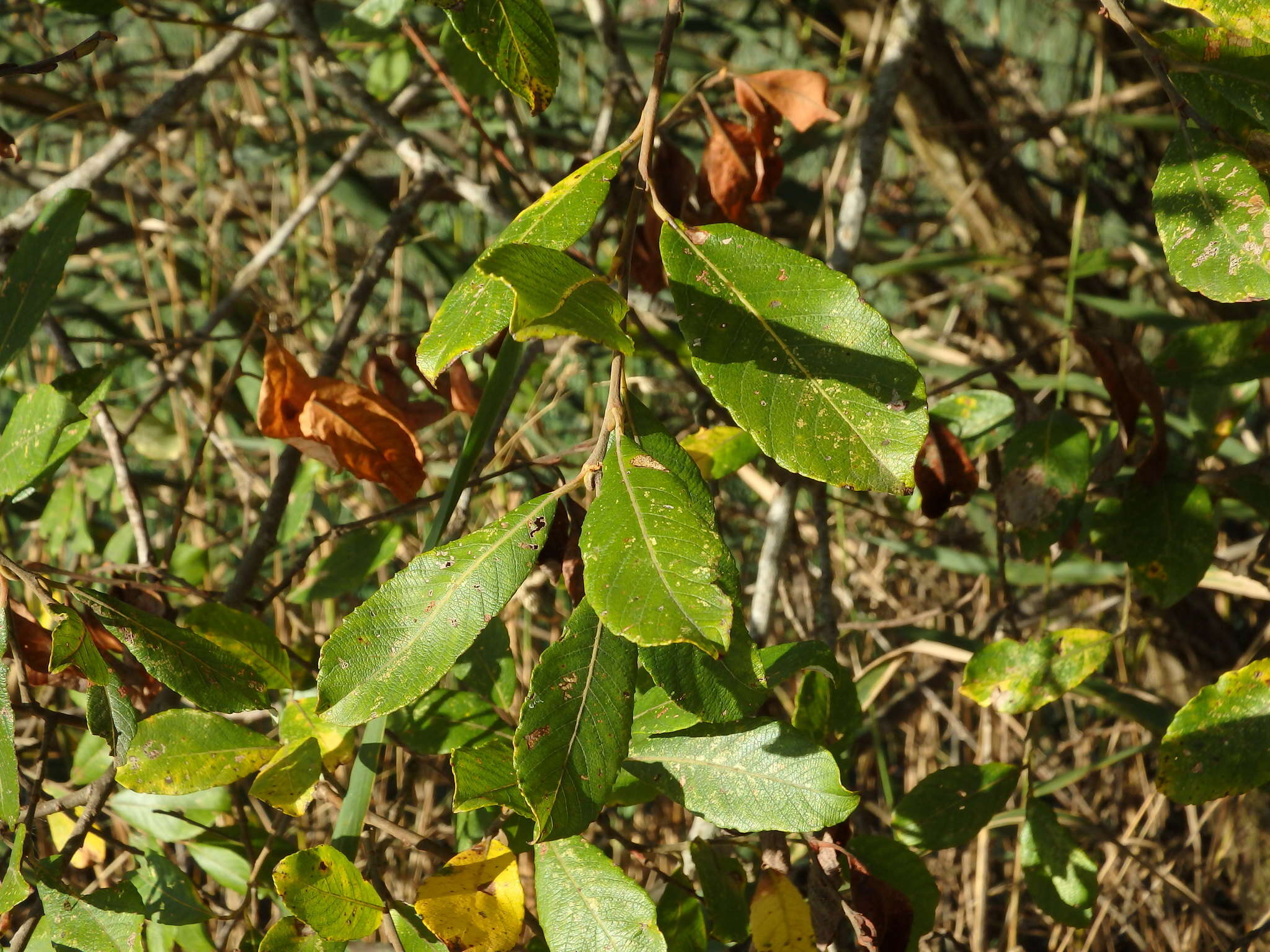 Image de Salix atrocinerea Brot.