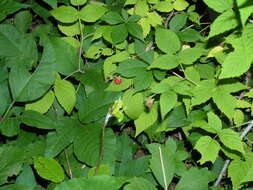 Image of Virginia creeper