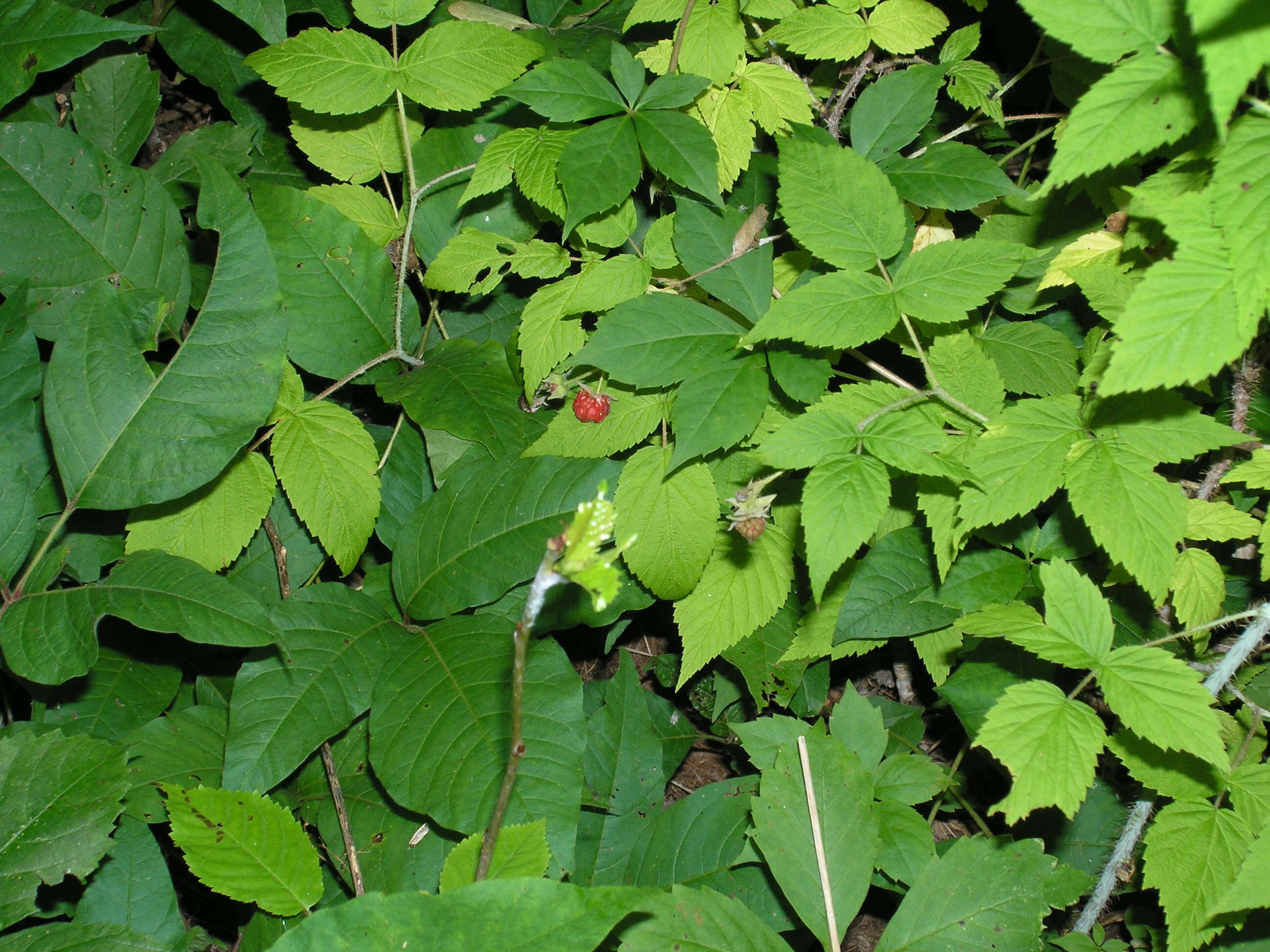 Image de vigne vierge vraie