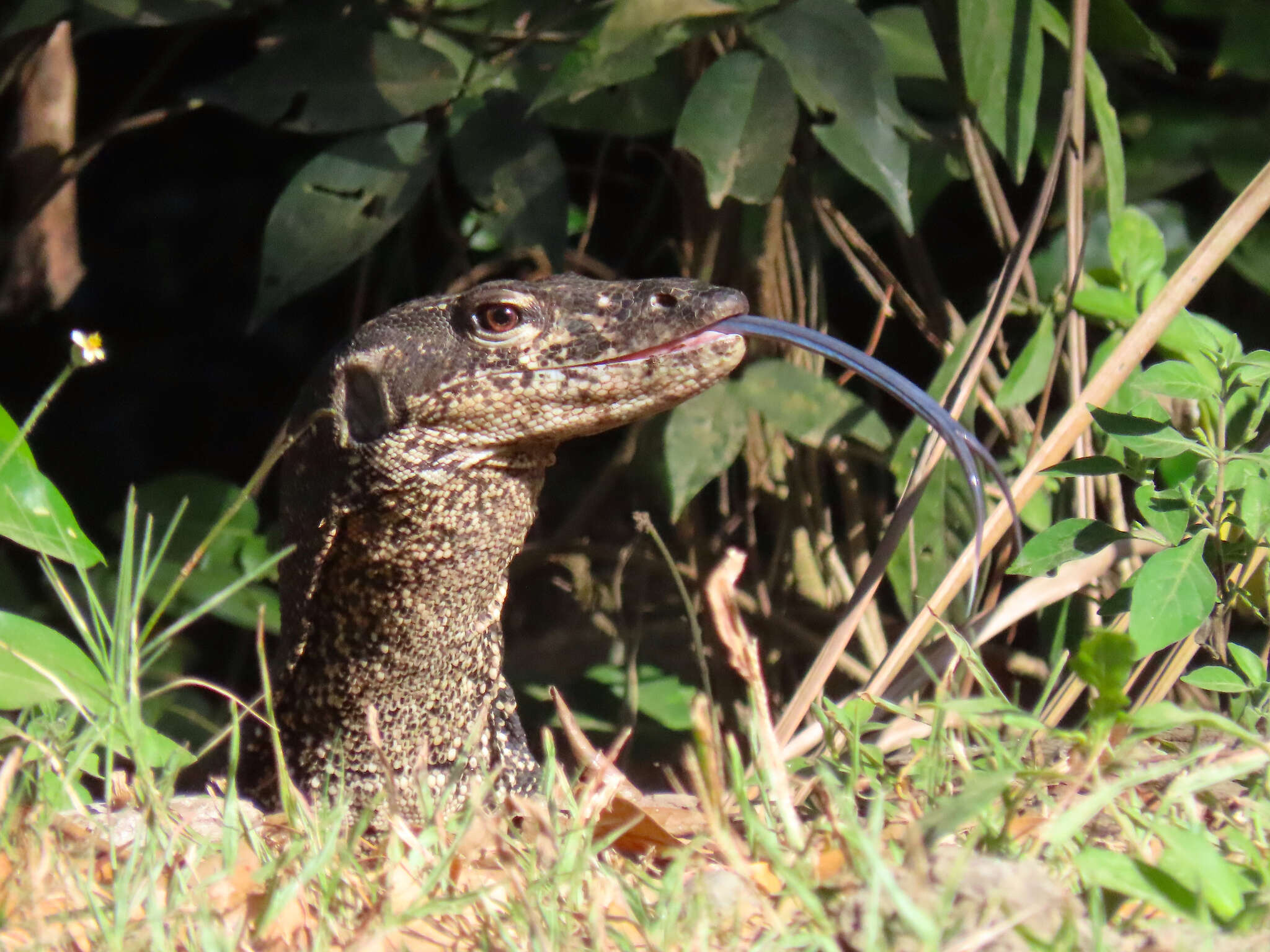 Image of Varanus palawanensis Koch, Gaulke & Böhme 2010