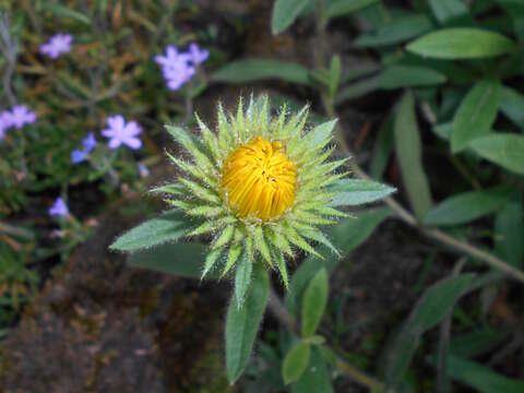 Image of Inula hirta