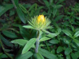 Image of Inula hirta