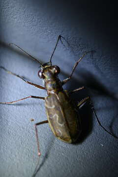 Image of Cylindera (Eugrapha) elisae (Motschulsky 1859)