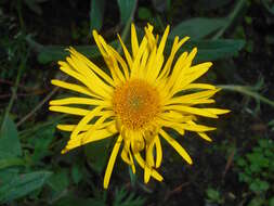 Image of Inula hirta