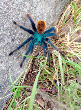 Image of Aphonopelma mooreae Smith 1995