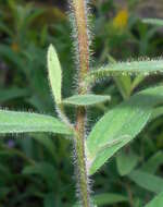 Image of Inula hirta