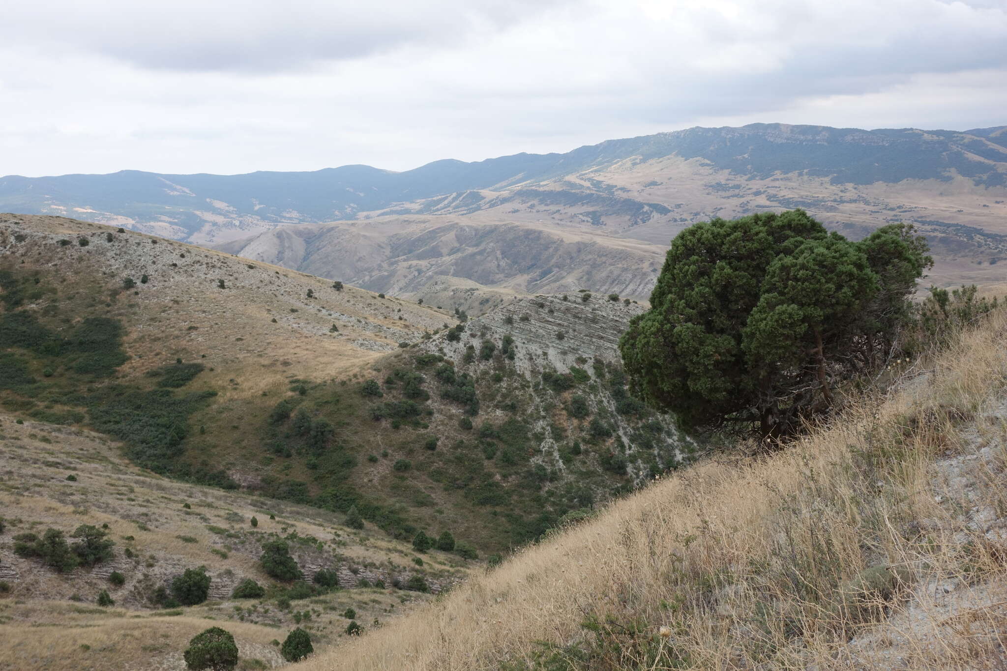 Plancia ëd Juniperus excelsa subsp. polycarpos (K. Koch) Takht.