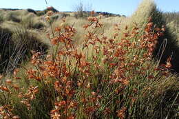 Image of Platycaulos major (Mast.) H. P. Linder