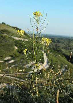 Image de Erysimum diffusum Ehrh.