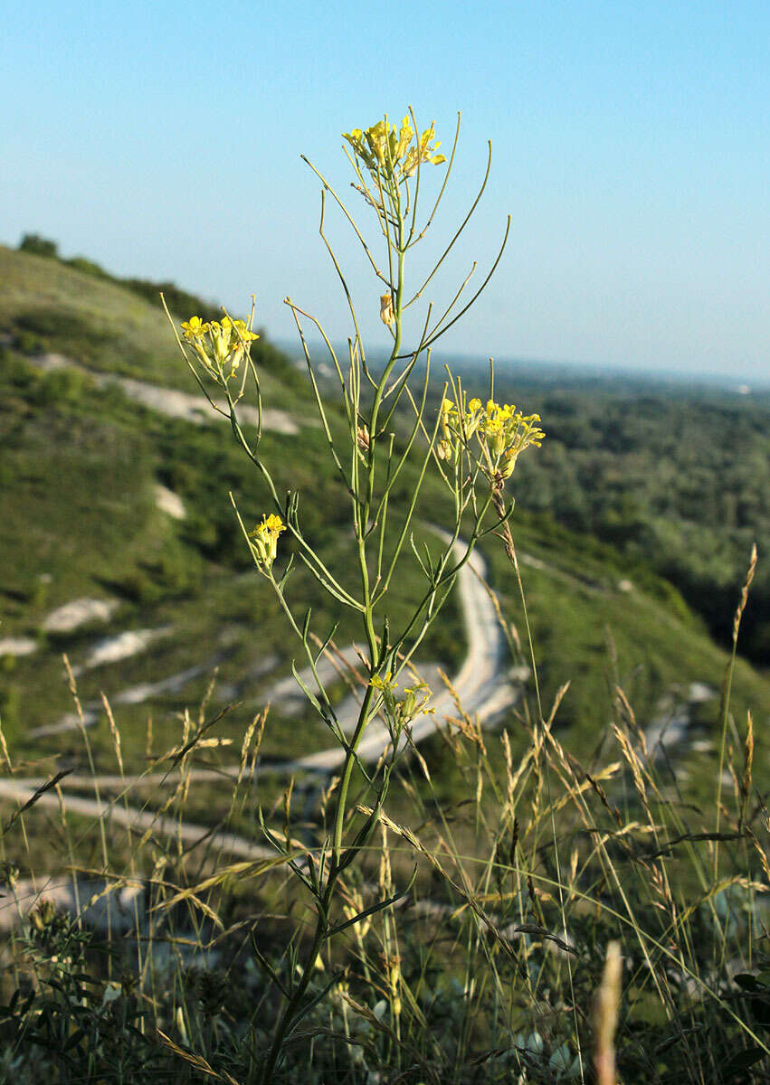 Image of diffuse wallflower