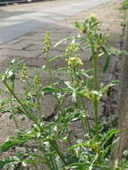 Слика од Reseda lutea L.