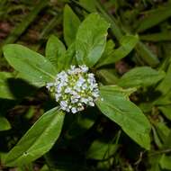 Image of Smooth False Buttonweed