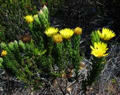 Plancia ëd Oedera calycina subsp. calycina