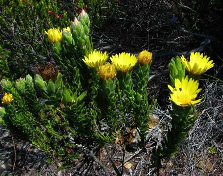 Image of Oedera calycina subsp. calycina