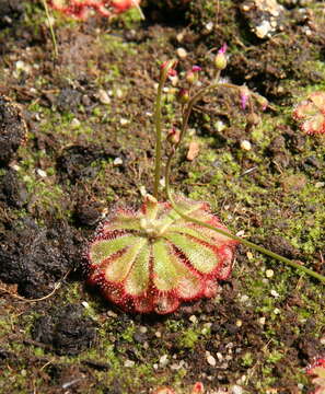 Image of Australian sundew