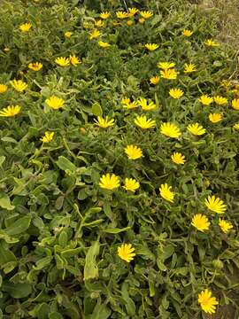 Image of Calendula suffruticosa subsp. maderensis (DC.) R. Govaerts