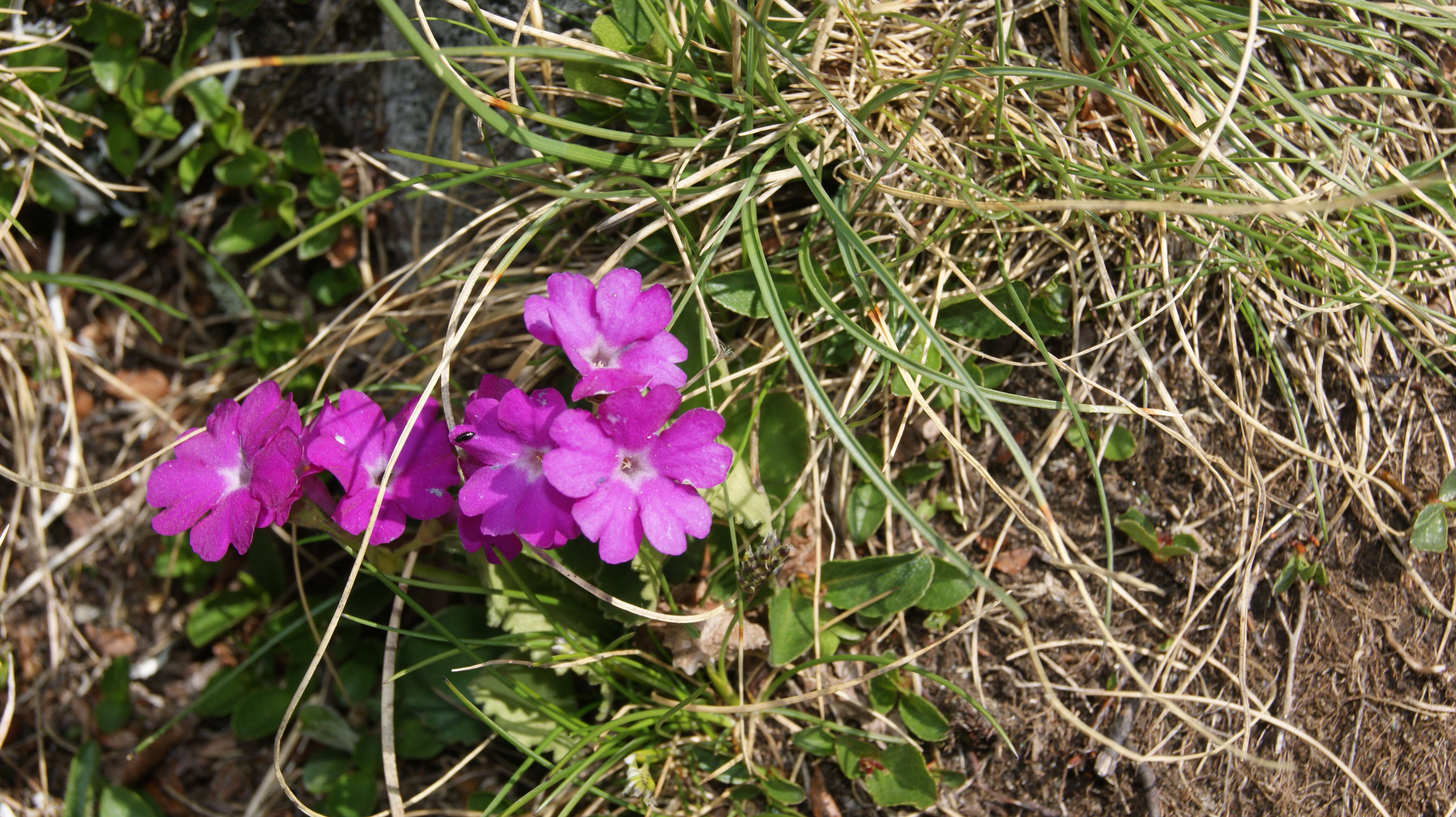 Plancia ëd Primula farinosa L.