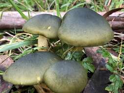 Sivun Cortinarius austrovenetus Cleland 1928 kuva