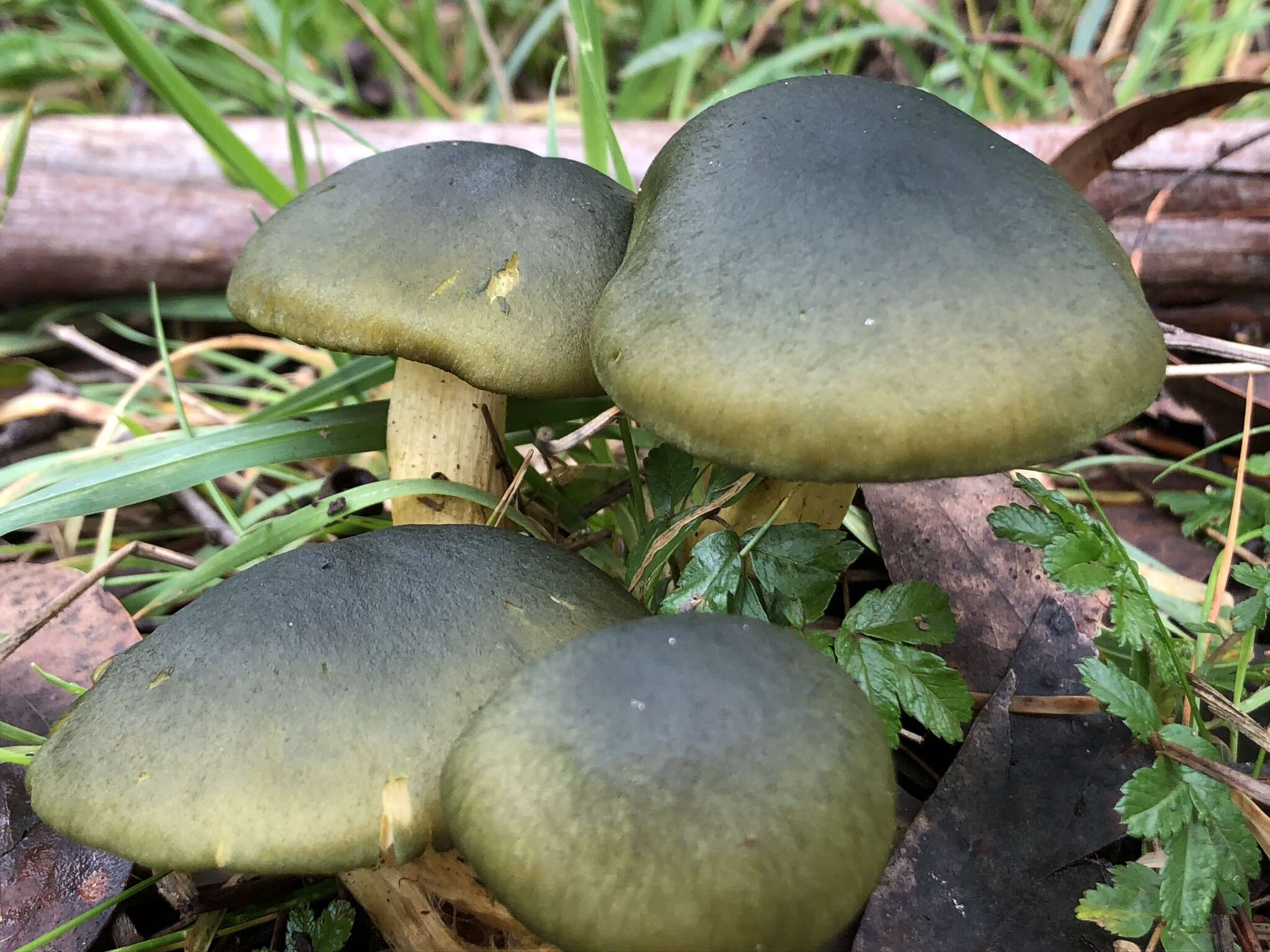 Sivun Cortinarius austrovenetus Cleland 1928 kuva