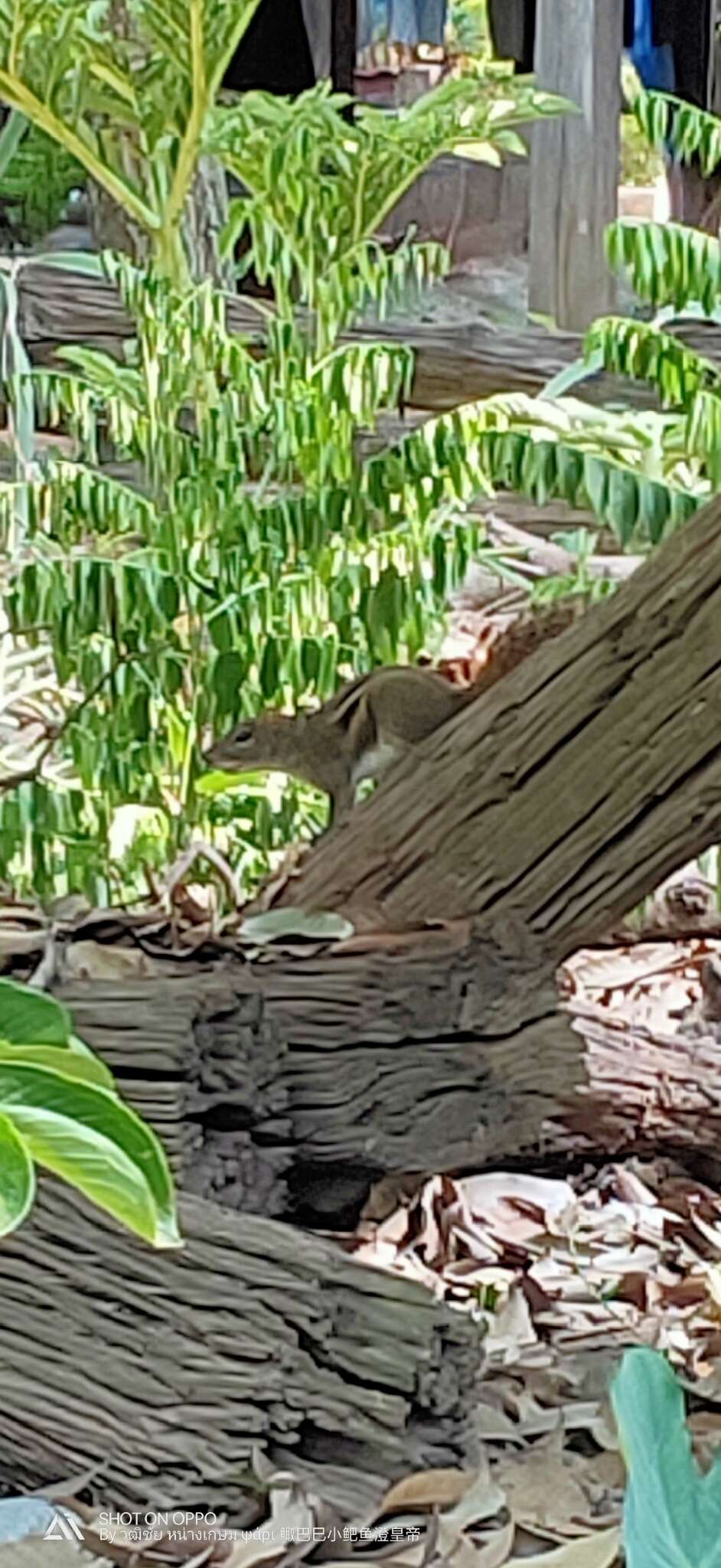 Image of Indochinese Ground squirrel