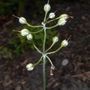 Image of <i>Primula pulverulenta</i> Duthie