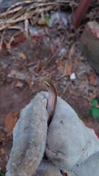 Image of Middle worm lizard