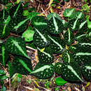 Image of Begonia imperialis Lem.