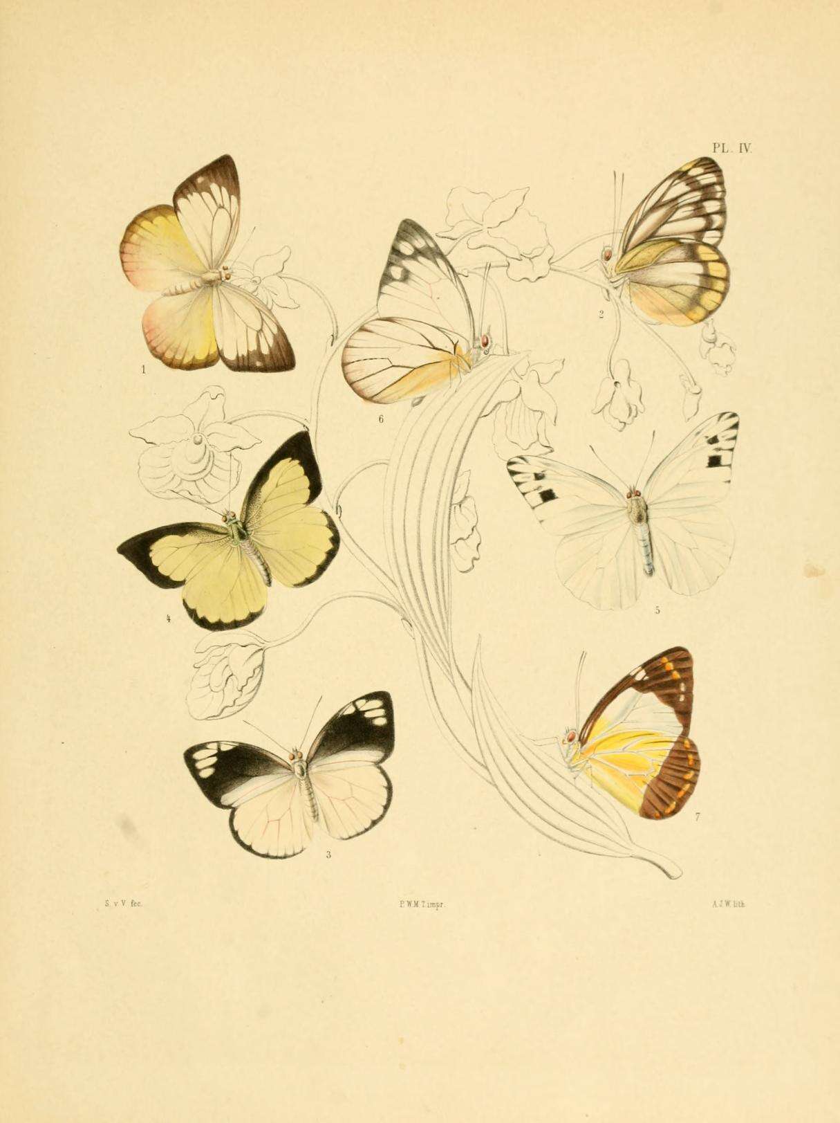 Image of Saletara liberia (Cramer (1779))