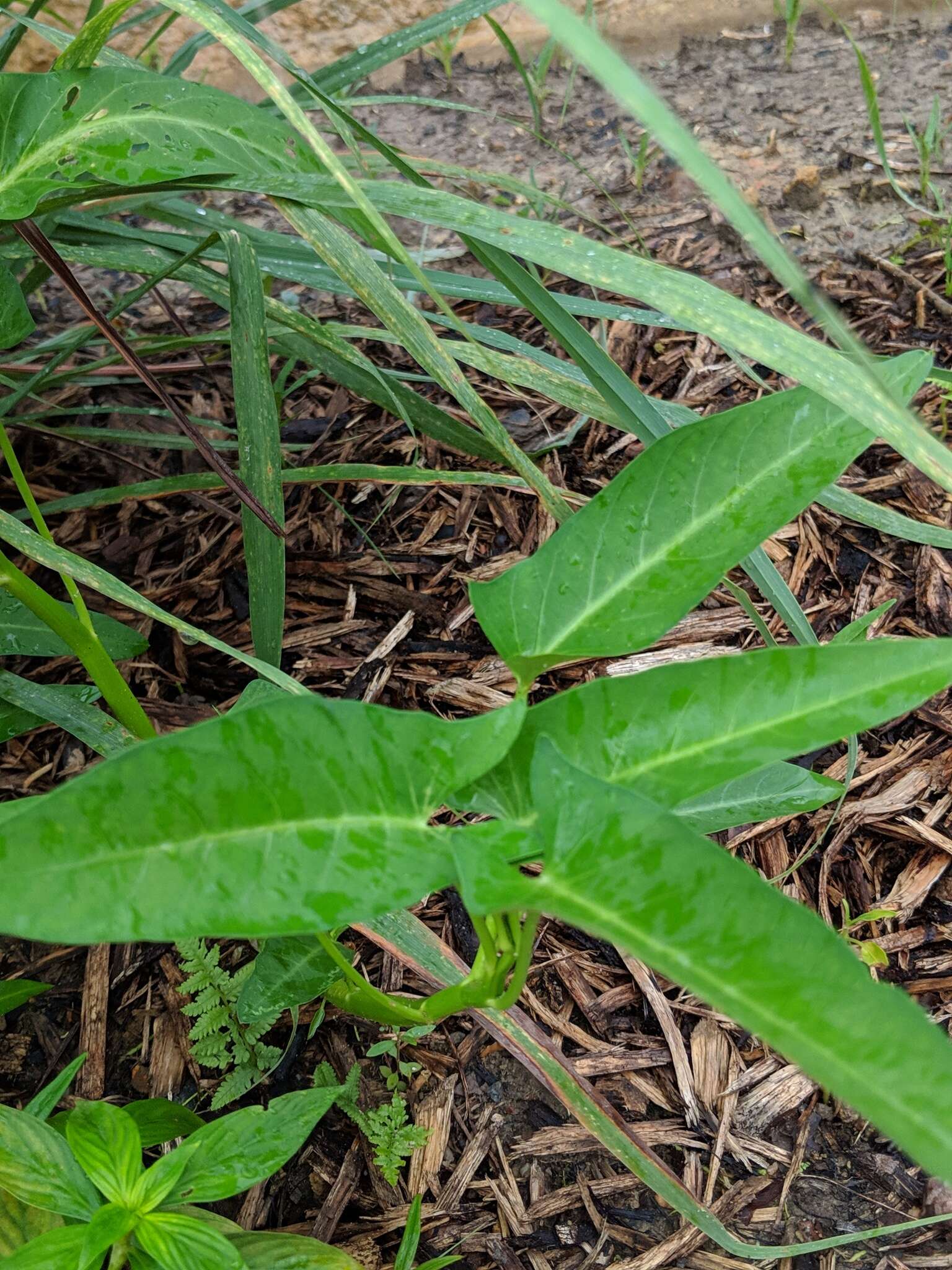 Image of Ipomoea aquatica Forsk.