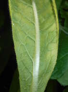 Image of Primula vialii Delavay ex Franch.