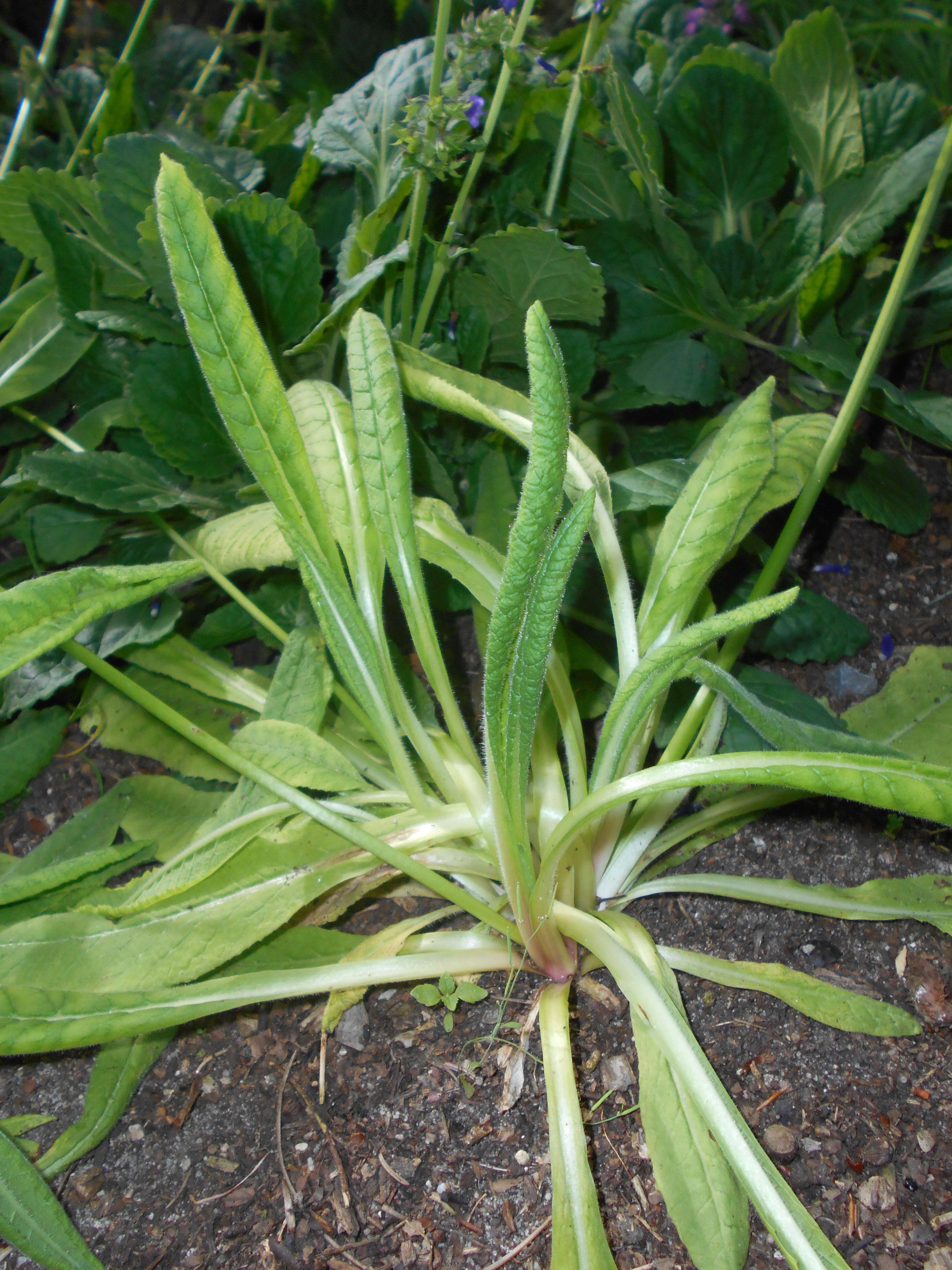 Image of Primula vialii Delavay ex Franch.