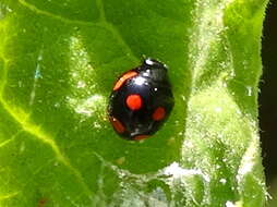 Image of Hyperaspis lateralis Mulsant 1850