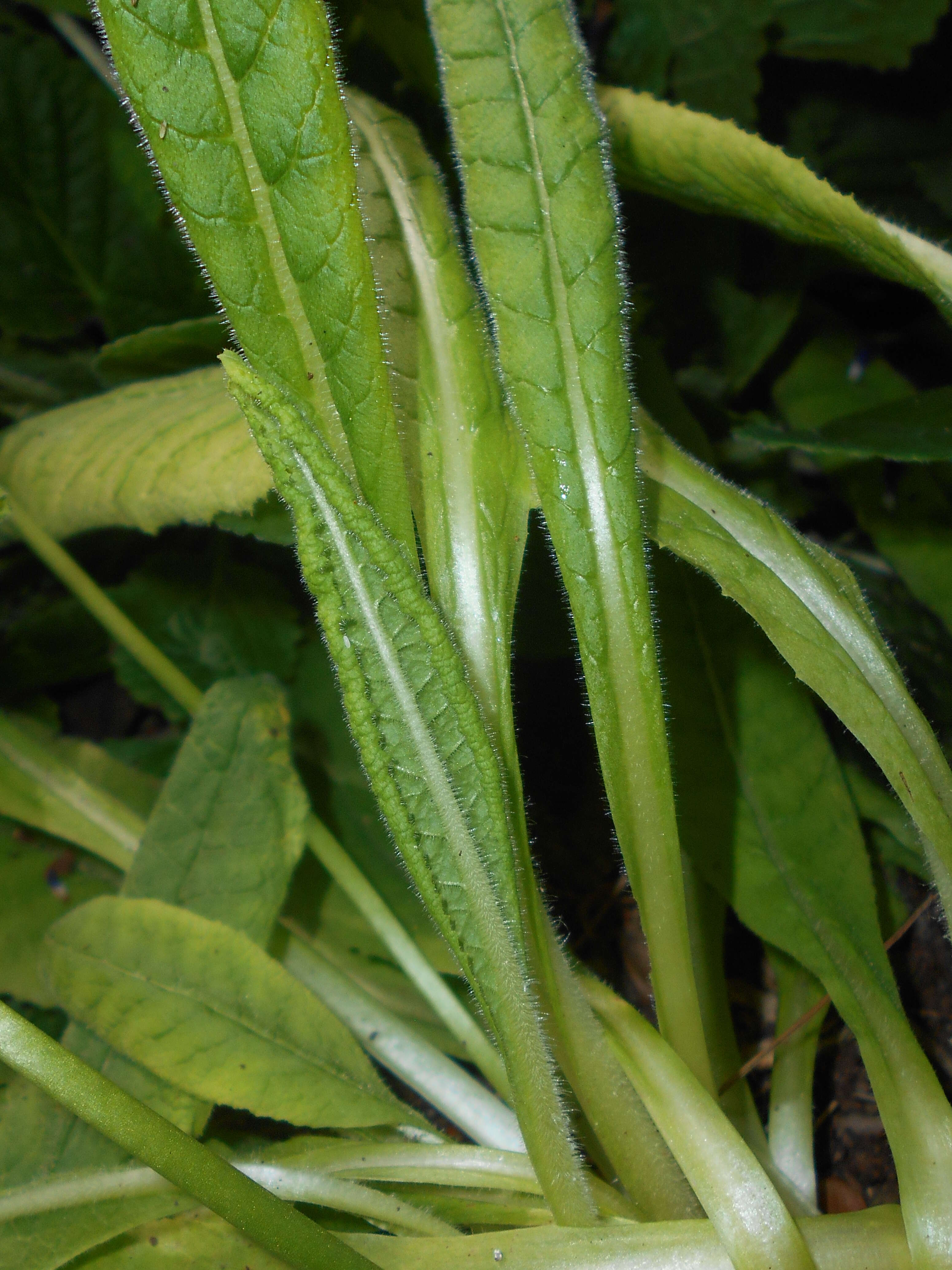 Image of Primula vialii Delavay ex Franch.