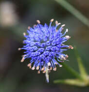 Image of Eryngium eriophorum Cham. & Schltdl.