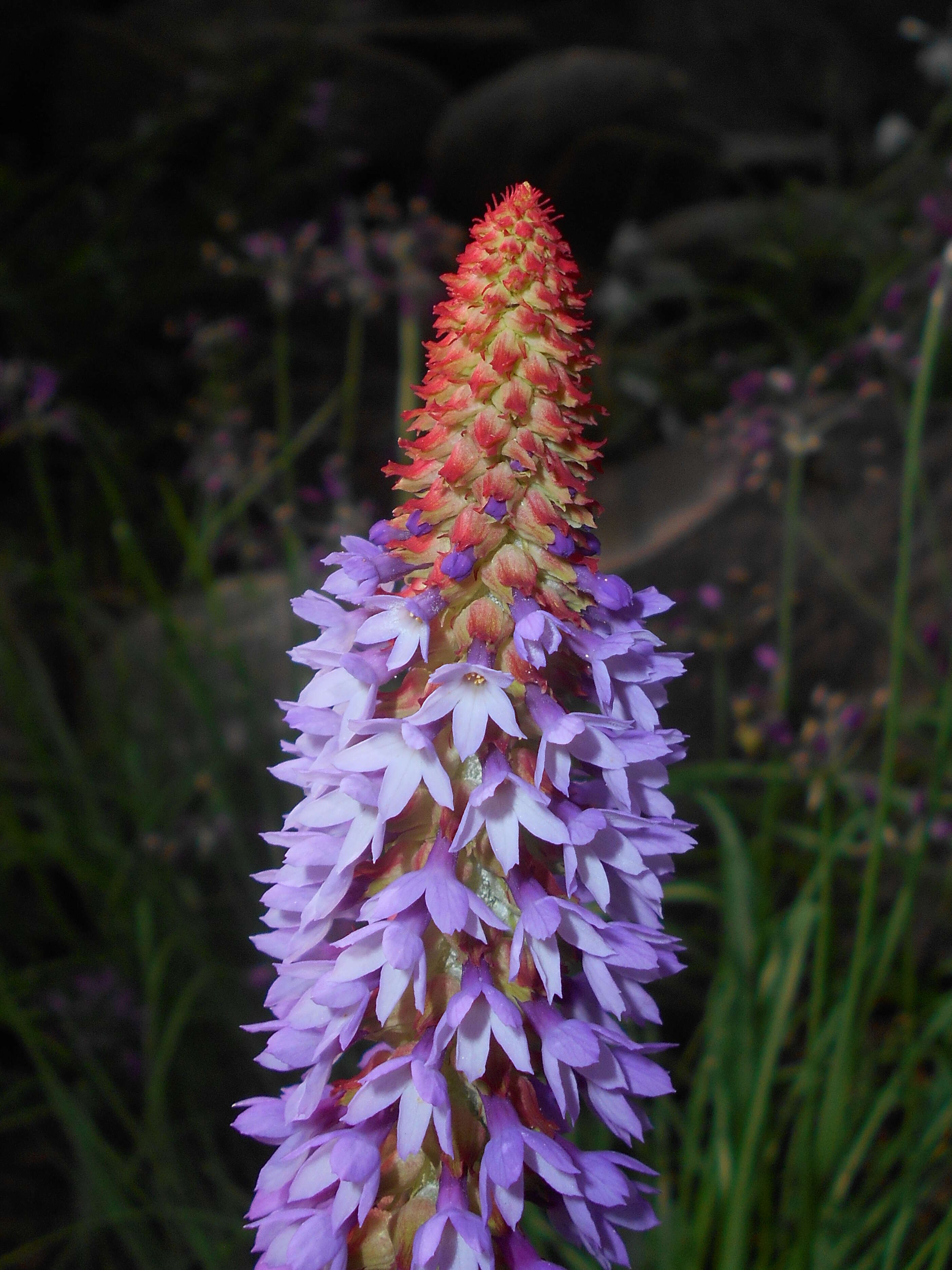 Image of Primula vialii Delavay ex Franch.